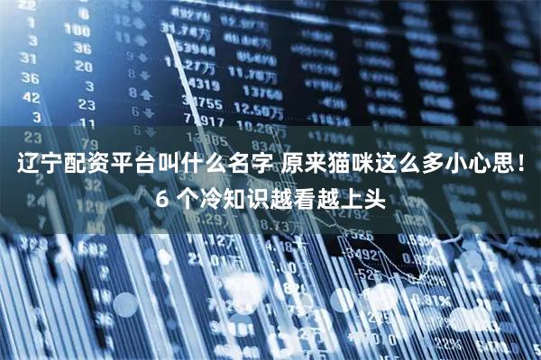 辽宁配资平台叫什么名字 原来猫咪这么多小心思！6 个冷知识越看越上头